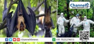 Read more about the article അടഞ്ഞുകിടന്ന കയര്‍ ഗോഡൗണ്‍ കെട്ടിടത്തിനുള്ളില്‍ 150ല്‍പ്പരം വവ്വാലുകള്‍ കൂട്ടത്തോടെ ചത്തു; നിപാ ബാധയല്ലെന്ന പ്രാഥമിക നിഗമനത്തിൽ മൃഗസംരക്ഷണ വകുപ്പ്; സാമ്പിള്‍ പരിശോധനയ്ക്ക് അയച്ചു