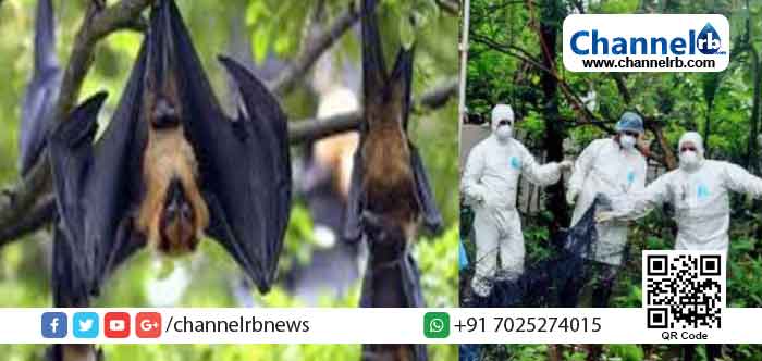 You are currently viewing അടഞ്ഞുകിടന്ന കയര്‍ ഗോഡൗണ്‍ കെട്ടിടത്തിനുള്ളില്‍ 150ല്‍പ്പരം വവ്വാലുകള്‍ കൂട്ടത്തോടെ ചത്തു; നിപാ ബാധയല്ലെന്ന പ്രാഥമിക നിഗമനത്തിൽ മൃഗസംരക്ഷണ വകുപ്പ്; സാമ്പിള്‍ പരിശോധനയ്ക്ക് അയച്ചു