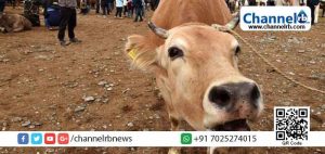 Read more about the article മുസ്ലീങ്ങളുടെ വീടുകളിലെ പശുക്കള്‍ ലൗ ജിഹാദിന്‍റെ ഭാഗം; ചത്ത പശുക്കളെ ദഹിപ്പിക്കണം;വിവാദ പരാമര്‍ശവുമായി ബി.ജെ.പി നേതാവ്