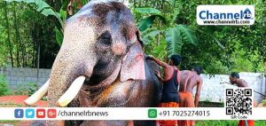 Read more about the article കര്‍ശനമായ വ്യവസ്ഥകളുമായി നാട്ടാന പരിപാലന ചട്ടം; ആറ് മണിക്കൂര്‍ ജോലി ആറ് മണിക്കൂര്‍ വിശ്രമം, ആളെ കൊന്നാല്‍ ആറ് മാസം വിലക്ക്; പാപ്പാന് ആറു മാസത്തെ തടവ് ശിക്ഷ