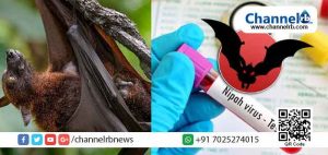 Read more about the article ‘നിപ’ പേടി കേരളത്തെ തൽക്കാലം വിട്ടൊഴിയില്ല; രോഗം പരത്തുന്നതിന് സാധ്യതയുള്ള നാല് ഇനം വവ്വാലുകളെ ഇന്ത്യയില്‍ തിരിച്ചറിഞ്ഞു;രണ്ടിനം കേരളത്തില്‍