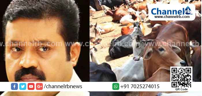 You are currently viewing ആകെ മെലിഞ്ഞ് എല്ലും തോലുമായി അവശനിലയിൽ പശുക്കള്‍, സുരേഷ് ഗോപി അംഗമായ ഗോശാലയ്‌ക്കെതിരെ നടപടി സ്വീകരിച്ച് ദേവസ്വം മന്ത്രി