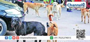 Read more about the article ഷൊര്‍ണൂരില്‍ വെടിയേറ്റ മുറിവുകളുമായി നായകള്‍ കൂട്ടത്തോടെ ചത്തനിലയില്‍; പോലീസ് അന്വേഷണം ആരംഭിച്ചു