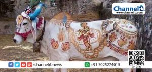 Read more about the article അനുഗ്രഹം വാങ്ങുന്നതിന് ഇടയില്‍ കാള വിഴുങ്ങിയ ഒന്നരലക്ഷം രൂപയുടെ താലിമാല തിരികെ കിട്ടി;  ചാണകത്തിലൂടെയല്ല; മാല പുറത്തെടുത്തത് ശസ്ത്രക്രിയയിലൂടെ