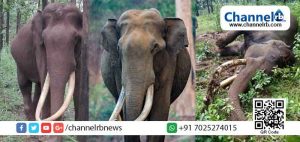 Read more about the article കാട്ടിനുള്ളില്‍ പേരൊന്ന്‌ വിളിച്ചാല്‍ മസ്‌തകവും കുലുക്കി അവന്‍ ഓടി വരാന്‍ ഇനി അവനില്ല; വയനാട് യാത്രികരുടെ ജനപ്രിയനായ കാട്ടാന മണിയൻ ചരിഞ്ഞു