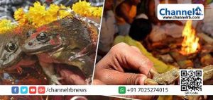 Read more about the article വേനൽ കടുത്തപ്പോൾ മഴ ലഭിക്കാൻ തവളകളെ കല്യാണം കഴിപ്പിച്ചു; ഇപ്പോൾ ഇതാ നിലയ്ക്കാത്ത പെരുമഴ; ഒടുവിൽ മഴ നിൽക്കാൻ കല്യാണം കഴിപ്പിച്ച തവളകളെ വേര്‍പിരിച്ചു