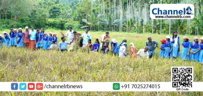 Read more about the article അവരുടെ വിയര്‍പ്പിന്‍റെ വില പാഴായില്ല; കൊയ്ത്തുത്സവത്തില്‍ നൂറുമേനിയുമായി കാലിച്ചാനടുക്കത്തെ കുട്ടികള്‍