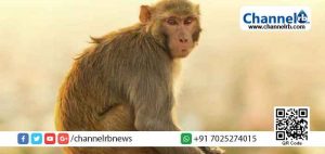 Read more about the article യു.പിയിൽ കുരങ്ങന്‍ വെടിയേറ്റ് മരിച്ചു; പ്രതിഷേധം ശക്തം; കനത്ത സുരക്ഷ ഒരുക്കി പോലീസ്; ഹനുമാന്‍റെ  പ്രതിരൂപമെന്ന ഹൈന്ദവ വിശ്വാസത്തെ മുറിവേല്‍പ്പിക്കുന്നു എന്ന് പ്രചാരണം