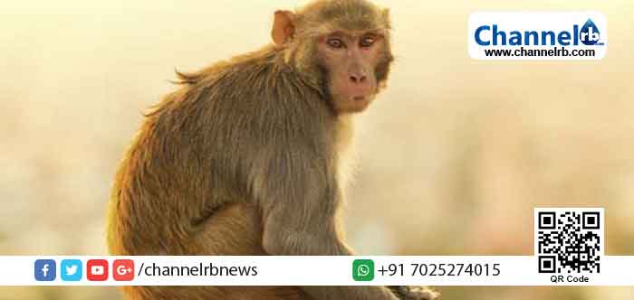 You are currently viewing യു.പിയിൽ കുരങ്ങന്‍ വെടിയേറ്റ് മരിച്ചു; പ്രതിഷേധം ശക്തം; കനത്ത സുരക്ഷ ഒരുക്കി പോലീസ്; ഹനുമാന്‍റെ  പ്രതിരൂപമെന്ന ഹൈന്ദവ വിശ്വാസത്തെ മുറിവേല്‍പ്പിക്കുന്നു എന്ന് പ്രചാരണം