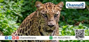 Read more about the article വയനാട്ടിലെ ഇരുളത്ത് പുലിയിറങ്ങി: കൂടൊരുക്കി വനംവകുപ്പ്; ഉദ്യോഗസ്ഥരും നാട്ടുകാരും തമ്മില്‍ സംഘര്‍ഷം