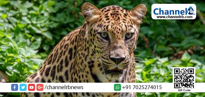 You are currently viewing വയനാട്ടിലെ ഇരുളത്ത് പുലിയിറങ്ങി: കൂടൊരുക്കി വനംവകുപ്പ്; ഉദ്യോഗസ്ഥരും നാട്ടുകാരും തമ്മില്‍ സംഘര്‍ഷം