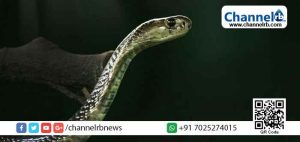 Read more about the article ചാലക്കുടിയിൽ വിദ്യാര്‍ത്ഥിക്ക് സ്‌കൂളിൽ വെച്ച് പാമ്പുകടിയേറ്റു; വിഷബാധയേറ്റിട്ടില്ലെന്ന് റിപ്പോര്‍ട്ട്