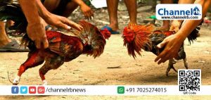 Read more about the article നിരോധനം ഉണ്ടെങ്കിലും അതെല്ലാം ലംഘിച്ച് കോഴിപ്പോരുകള്‍; ഇത് കാസര്‍കോടിന്‍റെ പ്രത്യേകത; കൂടുതല്‍ അറിയാം