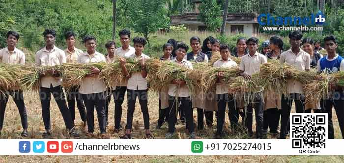 You are currently viewing കൂട്ടികൾ വിത്തെറിഞ്ഞുണ്ടാക്കിയ നെൽക്കതിരുകൾ കുട്ടികൾ തന്നെ കൊയ്തു; പാവങ്ങൾക്ക് പുത്തരി സദ്യ