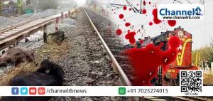 Read more about the article ട്രെയിനിടിച്ച് പത്ത് പോത്തുകള്‍ ചത്തു; തിരുവനന്തപുരം – കൊല്ലം പാതയില്‍ ട്രെയിന്‍ ഗതാഗതം തടസപ്പെട്ടു