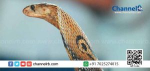 Read more about the article സ്കൂൾ പരിസരത്തുനിന്നും മൂർഖൻ പാമ്പിനെ പിടികൂടി; ഒഴിവായത് മറ്റൊരു വൻ അപകടം