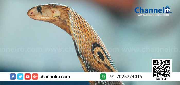 You are currently viewing സ്കൂൾ പരിസരത്തുനിന്നും മൂർഖൻ പാമ്പിനെ പിടികൂടി; ഒഴിവായത് മറ്റൊരു വൻ അപകടം