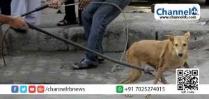 Read more about the article എ. ബി. സി പദ്ധതി: കാസർകോട് ജില്ലയില്‍ 6219 നായ്ക്കളെ വന്ധീകരിച്ചു