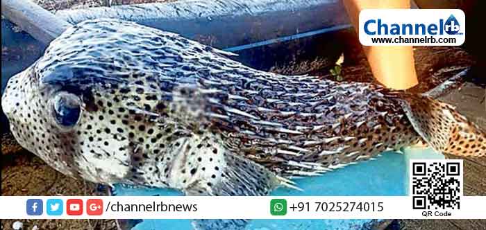 You are currently viewing കൂർത്ത പല്ലുകളും മുള്ളൻ പന്നിയുടെ മുള്ളു പോലെ ശരീരമാകെ കൂർത്ത മുള്ളുകൾ; വലയിൽ കുടുങ്ങിയ മീനിനെ കണ്ട് അത്ഭുതത്തോടെ പുഞ്ചാവി കടപ്പുറത്തെ മത്സ്യ തൊഴിലാളികൾ