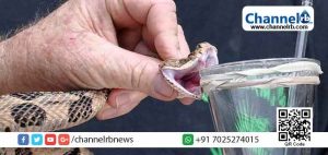 Read more about the article പാമ്പിന്‍ വിഷം ഉപയോഗിച്ച് ആന്റിവെനം; പാമ്പ് കടിയേറ്റവരുടെ ജീവന്‍രക്ഷിക്കാനുള്ള യത്‌നത്തിൽ ബ്രസീല്‍