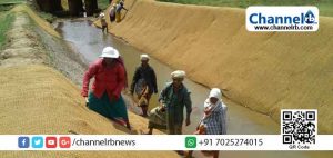 Read more about the article തൊഴിലുറപ്പ് പദ്ധതി: എട്ട് മാസം, 24 ലക്ഷം തൊഴില്‍ ദിനങ്ങള്‍; ആശ്വാസമേകുന്നത് കാസർകോട് ജില്ലയിൽ 1.56 ലക്ഷം കുടുംബങ്ങള്‍ക്ക്