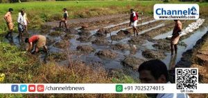 Read more about the article പുതു തലമുറക്ക് കൃഷിയോടുള്ള അഭിമുഖ്യo വളർത്തുക എന്നത് ലക്ഷ്യം; തങ്കയം ഇചെം വയലിൽ പച്ചക്കറി കൃഷിക്ക് വിളവിറക്കി