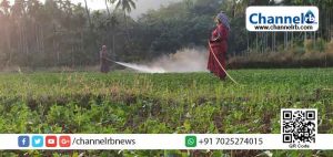 Read more about the article ബളാല്‍ പാടത്ത് പയര്‍ വിളയുന്നു; പാടശേഖരത്തില്‍ കാണുന്നത് അമ്മമാരുടെ കൃഷി ഗാഥ