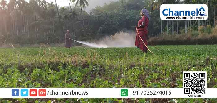 You are currently viewing ബളാല്‍ പാടത്ത് പയര്‍ വിളയുന്നു; പാടശേഖരത്തില്‍ കാണുന്നത് അമ്മമാരുടെ കൃഷി ഗാഥ
