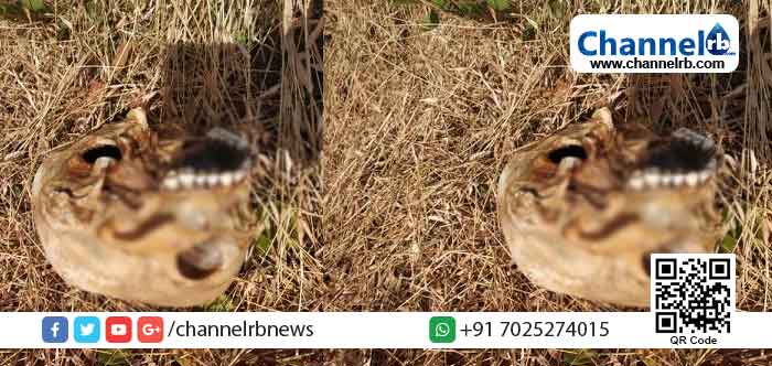 You are currently viewing മടിക്കൈയിൽ ഐ.ടി.ഐക്ക് സമീപത്ത് നിന്ന് തലയോട്ടി കണ്ടെത്തി; അന്വേഷണം ആരംഭിച്ച് നീലേശ്വരം പോലീസ്