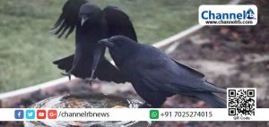 Read more about the article മദ്യം കലർത്തിയ ബലിച്ചോർ തിന്ന് കാക്കൾ ചത്തുവീണു; ചത്ത കാക്കയിറച്ചി ചിക്കൻ സ്റ്റോളുകളിൽ വിൽപ്പനയ്ക്ക്: രണ്ട് പേർ അറസ്റ്റിൽ