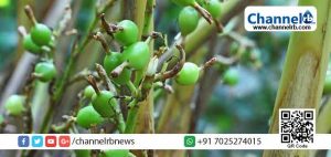 Read more about the article ഒരു കിലോ ഏലയ്ക്കാ വില 3900 രൂപ ; മോഷണം വ്യാപകമായതോടെ കര്‍ഷകരുടെ ഉറക്കം നഷ്ടമായി