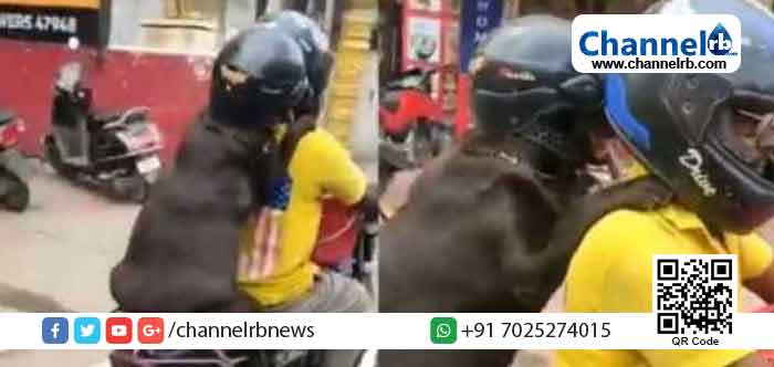 You are currently viewing പിന്നിലിരിക്കുന്ന നായയ്ക്കും ഹെല്‍മറ്റ്: ഇതാ രസകരമായ ഒരു ബൈക്ക് യാത്ര