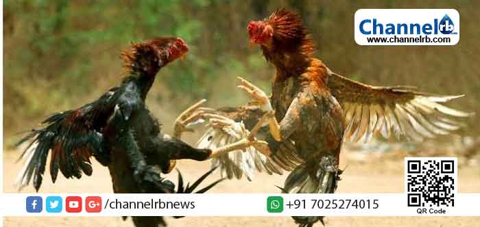 You are currently viewing പോരിന് കൊണ്ടുപോയ കോഴി ആക്രമിച്ചു; മധ്യവയസ്‌കന് ദാരുണാന്ത്യം