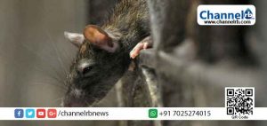 Read more about the article പോസ്റ്റുമോര്‍ട്ടം ചെയ്യാന്‍ നല്‍കിയ മൃതദേഹത്തിന്‍റെ കണ്ണുകള്‍ എലികള്‍ കരണ്ടു തിന്നു; പരാതിയുമായി ബന്ധുക്കള്‍