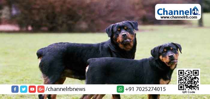 Read more about the article വളര്‍ത്തു നായ്ക്കളെ വടിവാള്‍ കൊണ്ട് വെട്ടിക്കൊല്ലുന്നു; അജ്ഞാതന്‍റെ ക്രൂരതയില്‍ ഭയന്ന് ഒരു നാട്ടുകാര്‍