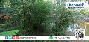 Read more about the article കാഞ്ഞങ്ങാട്  പച്ച പുതക്കും; നീര്‍ത്തടങ്ങള്‍ക്ക് കുടപിടിക്കാന്‍ മുള തൈകള്‍