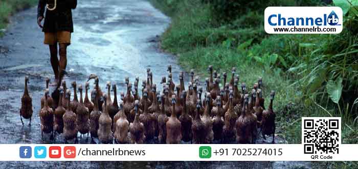 Read more about the article ആശങ്കയുണർത്തി റാമെര്‍ലാ വൈറസ്: ആലപ്പുഴയില്‍ ആറായിരത്തിലേറെ താറാവുകള്‍ കൂട്ടത്തോടെ ചത്തു