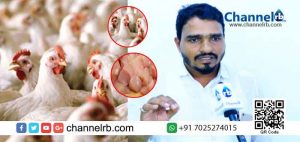 Read more about the article കോഴി വിപണിയിൽ വ്യത്യസ്ഥ വില; ഉപഭോക്താക്കളിൽ സംശയം; കുറഞ്ഞ വിലക്ക് വിൽക്കപ്പെടുന്നത് ഭക്ഷ്യയോഗ്യമല്ലാത്ത ഇറച്ചിക്കോഴിയോ.?