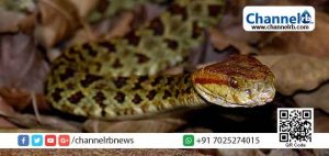 Read more about the article അലക്കുന്നതിനിടെ കല്ലിനിടയില്‍പ്പെട്ട സോപ്പ് എടുക്കാന്‍ ശ്രമം; പാമ്പുകടിയേറ്റ് വീട്ടമ്മയ്ക്ക് ദാരുണാന്ത്യം