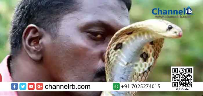 You are currently viewing ഡിസ്ചാര്‍ജ് ആയി പിറ്റേ ദിവസം സ്‌കൂളിന് സമീപത്തു നിന്നും മുട്ടന്‍ മൂര്‍ഖനെ പിടിച്ചു; കൂടുതല്‍ കരുത്തോടെ വാവ സുരേഷ്