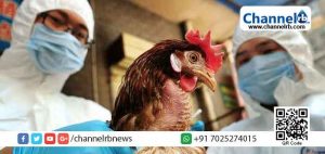 Read more about the article പക്ഷിപ്പനി; കൊന്നൊടുക്കുന്ന വളര്‍ത്തുപക്ഷികളുടെ ഉടമസ്ഥര്‍ക്ക് നഷ്ടപരിഹാരം നല്‍കുമെന്ന് സര്‍ക്കാര്‍