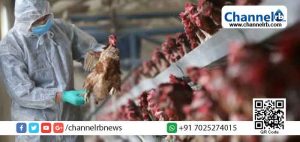 Read more about the article കോഴിക്കോട് ജില്ലയില്‍ പക്ഷിപ്പനി സ്ഥിരീകരിച്ചു; സംസ്ഥാനത്തുടനീളം ജാഗ്രതാ നിര്‍ദ്ദേശം