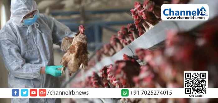 Read more about the article കോഴിക്കോട് ജില്ലയില്‍ പക്ഷിപ്പനി സ്ഥിരീകരിച്ചു; സംസ്ഥാനത്തുടനീളം ജാഗ്രതാ നിര്‍ദ്ദേശം