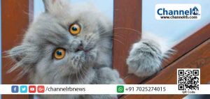 Read more about the article ഇണ ചേരാൻ ആൺപൂച്ചയുടെ കൂടെ താമസിപ്പിക്കാൻ എത്തിച്ച പെൺപൂച്ച ചത്തു; ഒടുവില്‍ പോലീസ് സ്റ്റേഷൻ വരെയെത്തിയ മലപ്പുറത്തെ സംഭവം ഇങ്ങനെ