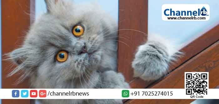 Read more about the article ഇണ ചേരാൻ ആൺപൂച്ചയുടെ കൂടെ താമസിപ്പിക്കാൻ എത്തിച്ച പെൺപൂച്ച ചത്തു; ഒടുവില്‍ പോലീസ് സ്റ്റേഷൻ വരെയെത്തിയ മലപ്പുറത്തെ സംഭവം ഇങ്ങനെ