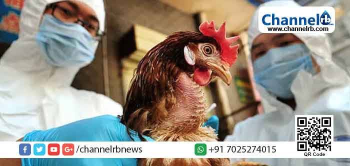 You are currently viewing പക്ഷിപ്പനി: കര്‍ണ്ണാടകയില്‍ നിന്നും കാസര്‍കോട് ജില്ലയിലേക്ക് കോഴികളും കോഴി ഉത്പന്നങ്ങളും കൊണ്ടുവരുന്നത് നിരോധിച്ചു