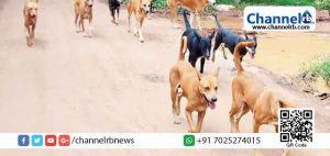 Read more about the article തെരുവ് നായയുടെ ആക്രമണം:കടിച്ച പട്ടിയെ പെണ്‍കുട്ടി കഴുത്ത് ഞെരിച്ചു കൊന്നു