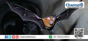 Read more about the article ഇന്ത്യയിൽ കേരളം ഉൾപ്പെടെയുള്ള നാല് സംസ്ഥാനങ്ങളില്‍ വവ്വാലുകളില്‍ കൊറോണ വൈറസിന്‍റെ സാന്നിധ്യം