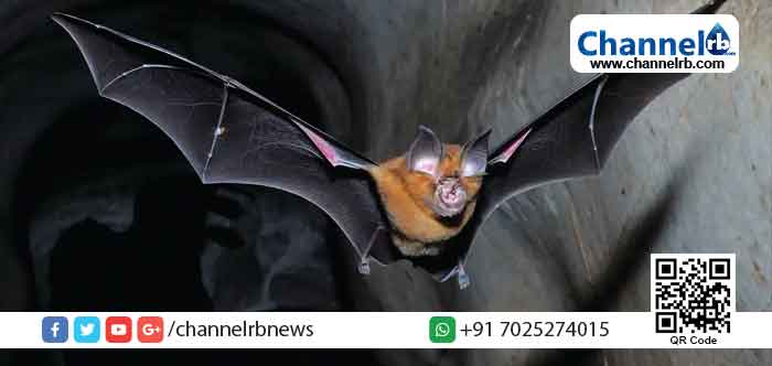 You are currently viewing ഇന്ത്യയിൽ കേരളം ഉൾപ്പെടെയുള്ള നാല് സംസ്ഥാനങ്ങളില്‍ വവ്വാലുകളില്‍ കൊറോണ വൈറസിന്‍റെ സാന്നിധ്യം