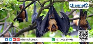 Read more about the article ആല്‍മരത്തില്‍ വവ്വാലുകൾ കൂട്ടത്തോടെ ചാവുന്നു; പെരിന്തൽമണ്ണയിൽ ആരോഗ്യ വകുപ്പ് പരിശോധന നടത്തി